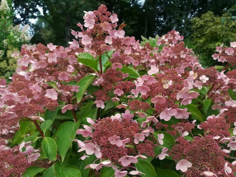 Hydrangea paniculata 'Dharuma'
