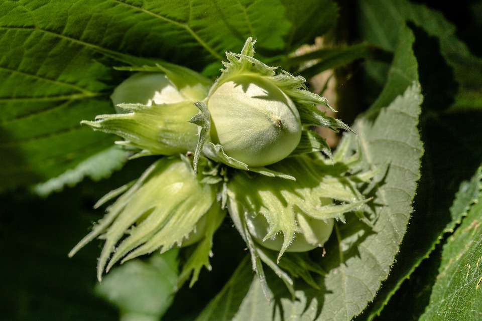 Corylus Avellana, parastā lazda