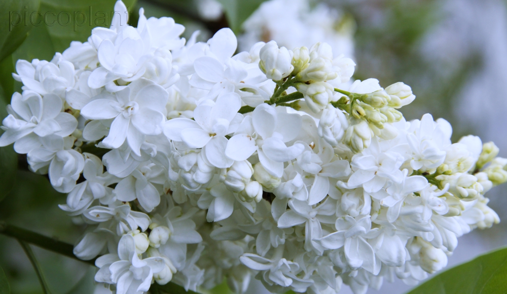 'Jeanna D`ark' syringa vulgaris