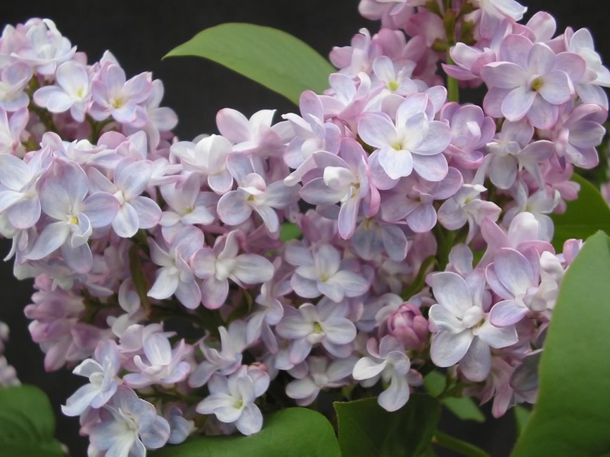 "Belle de Nancy" syringa vulgaris