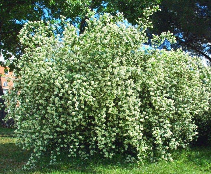 Philadelphys 'Kalina'