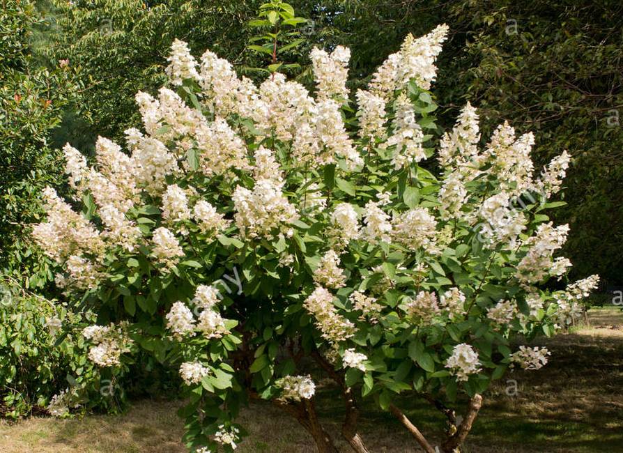 Hydrangea paniculata "Kyushu"