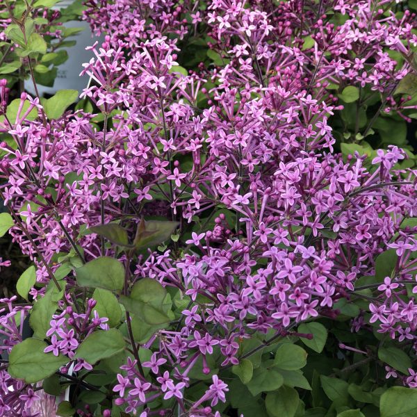 'Dark Purple' Syringa Bloomerang®