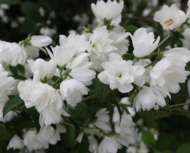 Philadelphus "Snowbelle"