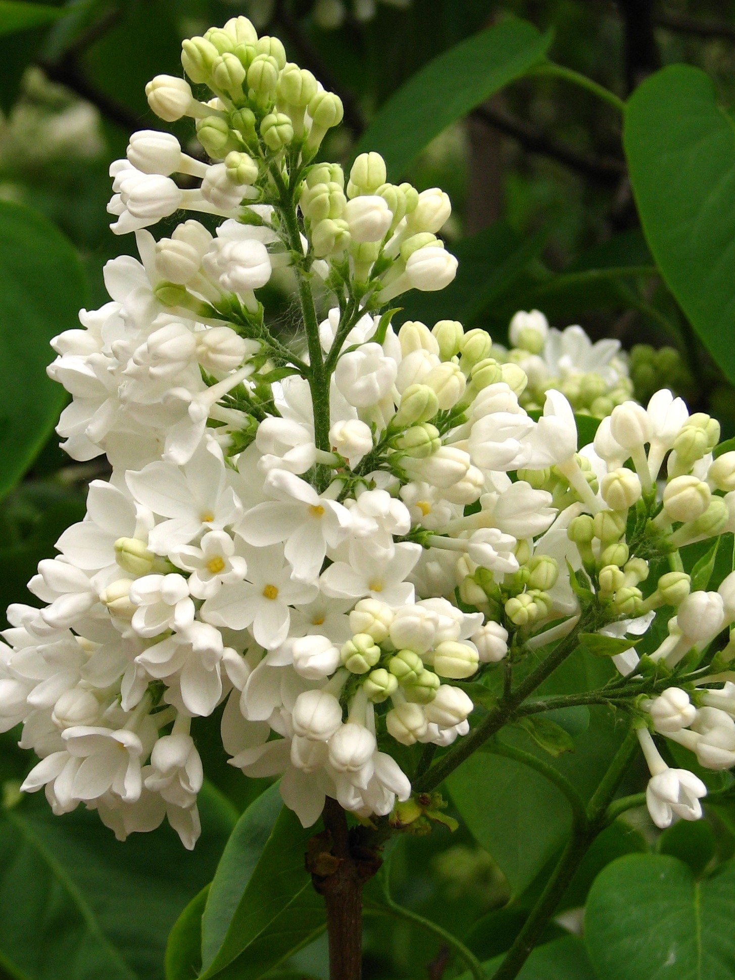 "Exellent" syringa vulgaris