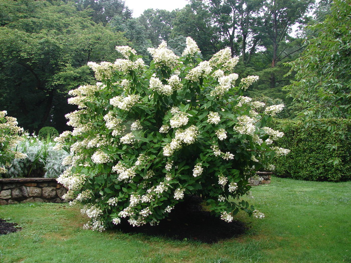 Hydrangea paniculata "Unique"