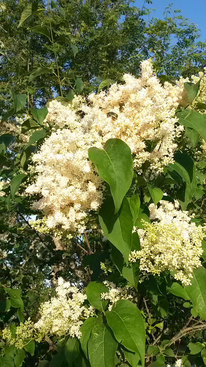 Syringa reticulata subsp.amurensis  "Amūras ceriņš" 