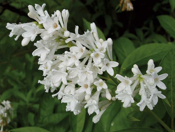 "Holger" Syringa josikae 