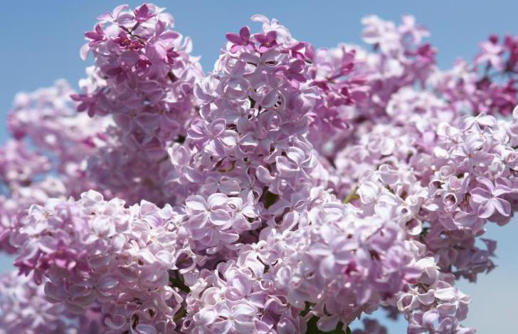 "Büffon" Syringa x hyacinthiflora