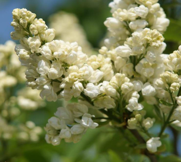 "Liega" Syringa vulgaris