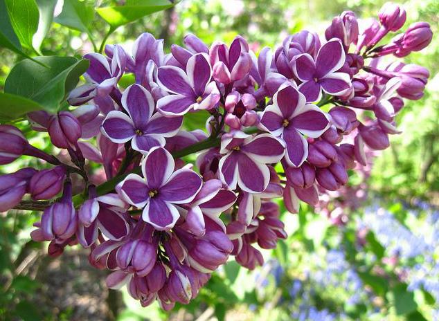 ''Sensation'' Syringa vulgaris