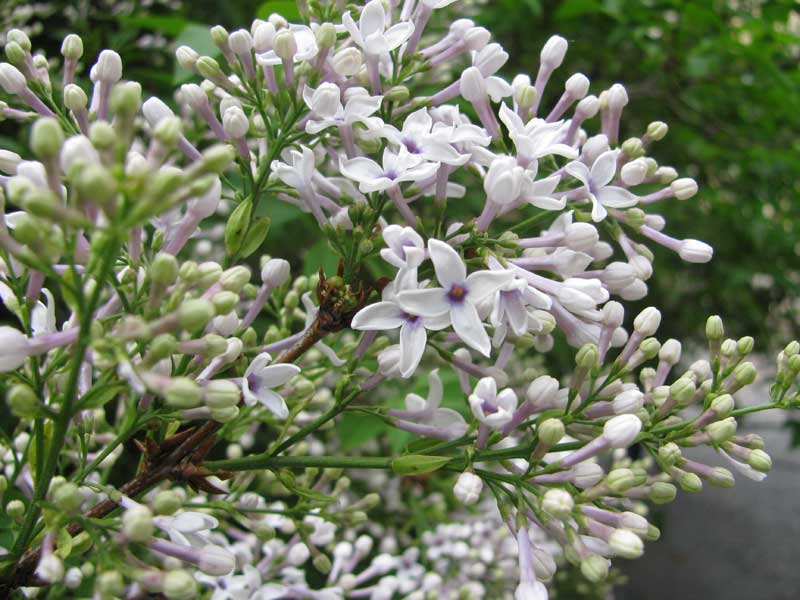 "Bicolor'' Syringa xchinensis