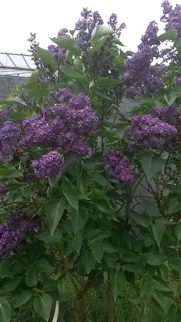 ''Vesper'' Syringa vulgaris