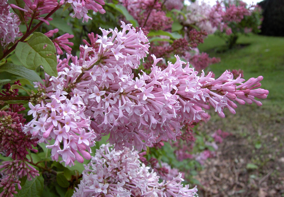 "Elinor" Syringa prestoniae