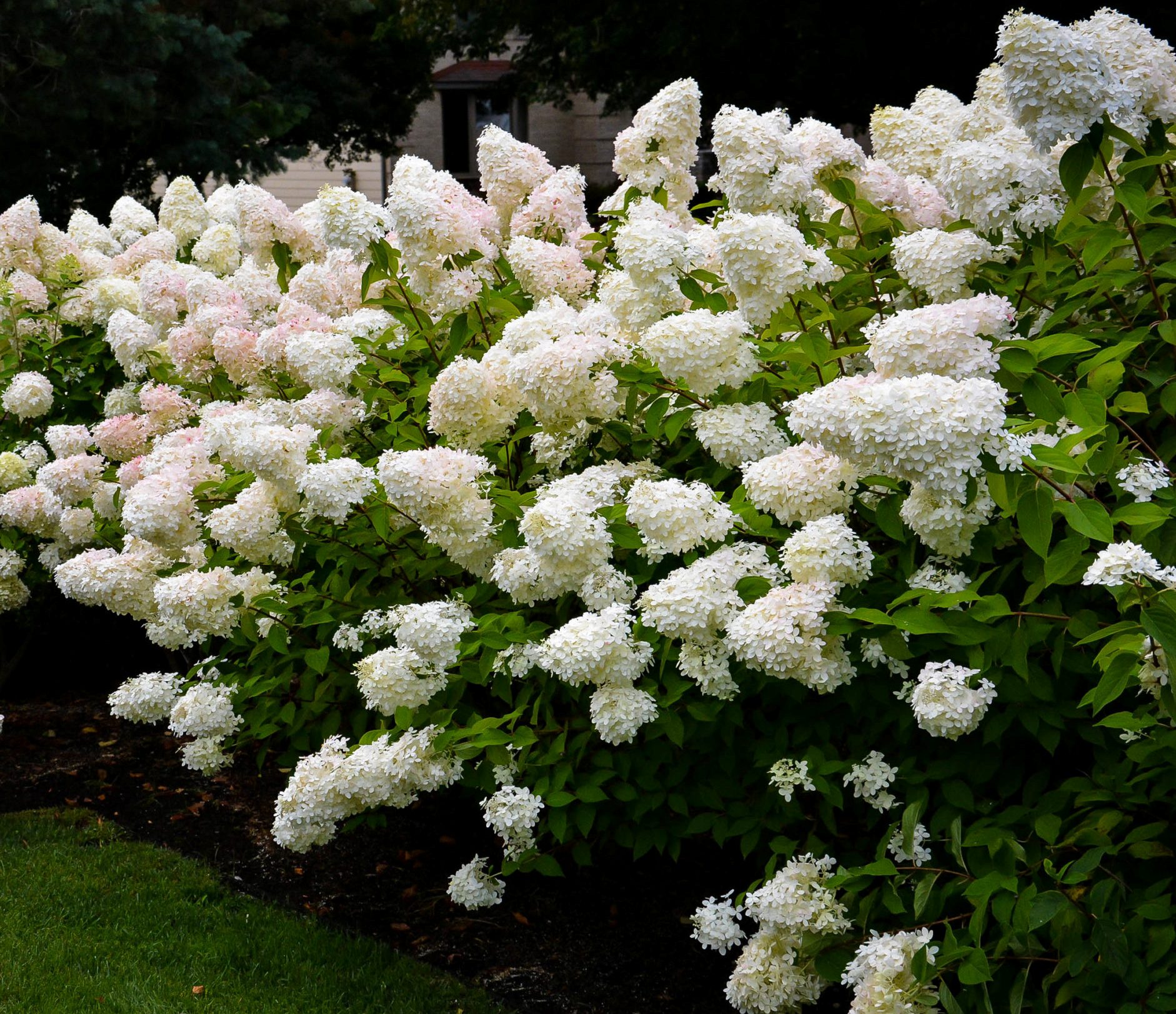 Hydrangea paniculata "Bombshell"