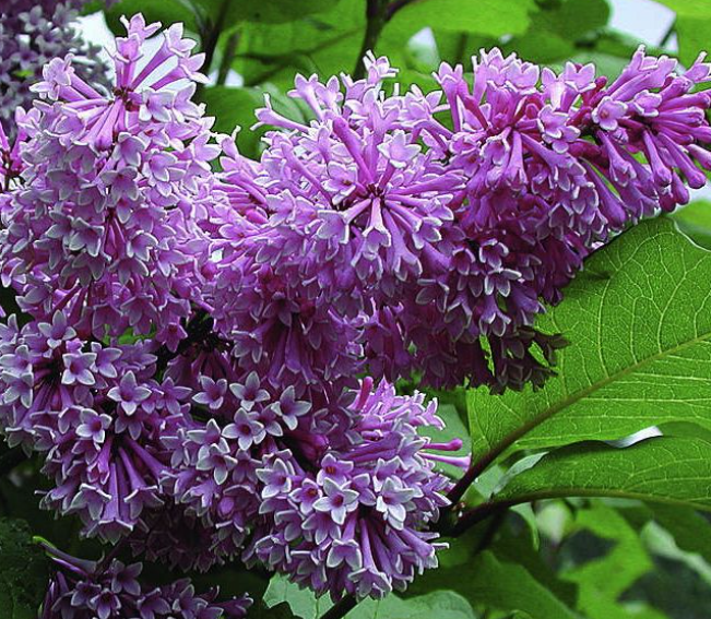 "Royalty" Syringa x. Josiflexa 