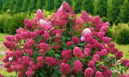 Hydrangea paniculata 'Wim's Red'