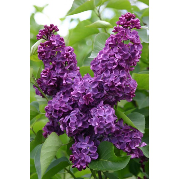 Syringa vulgaris Anne Shiach"