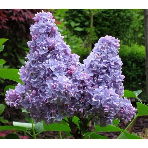 "Carpe Diem"Syringa vulgaris "Carpe Diem"Syringa vulgaris