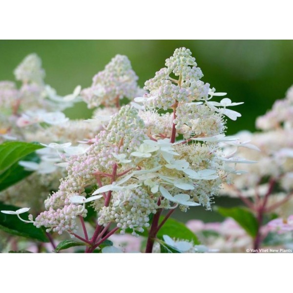 Hydrangea paniculata "Early Harry" Hydrangea paniculata "Early Harry"