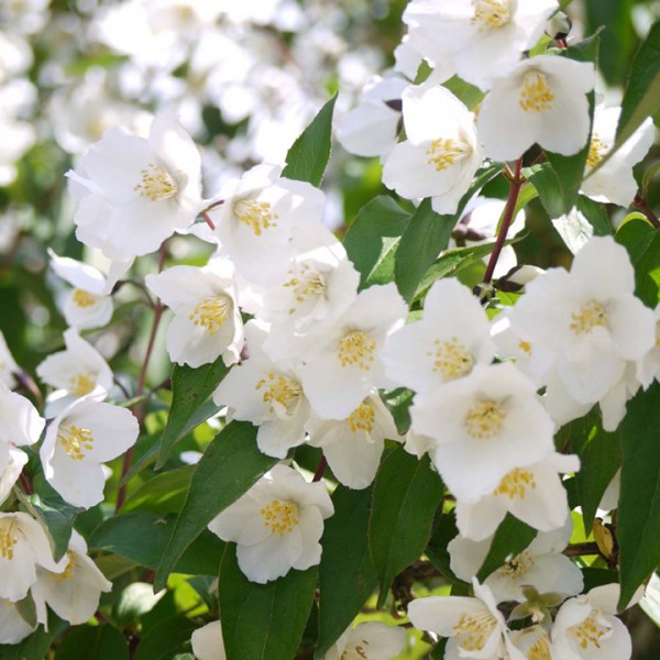 Philadelphus "Starbright" Philadelphus "Starbright"