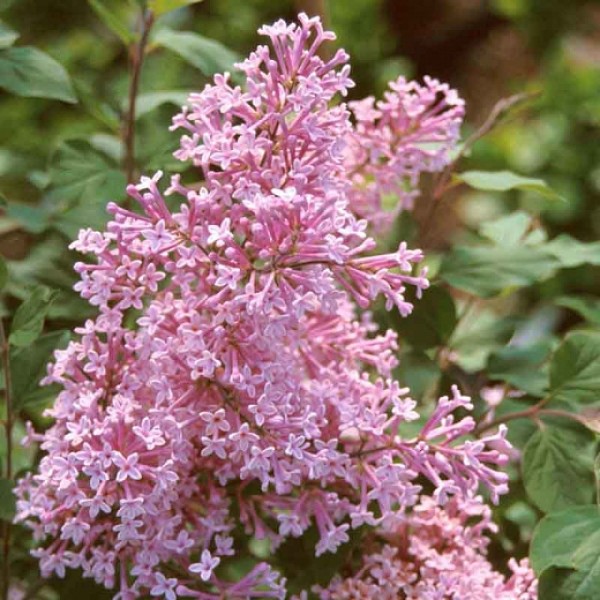 Syringa meyeri "Josee" Syringa meyeri "Josee"