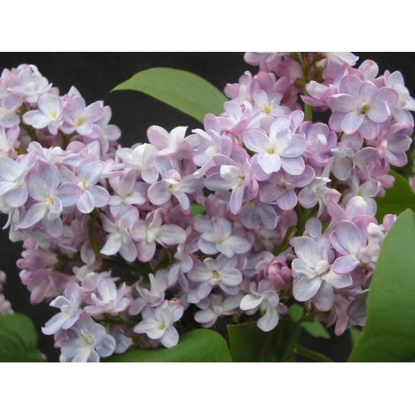 "Belle de Nancy" syringa vulgaris "Belle de Nancy" syringa vulgaris