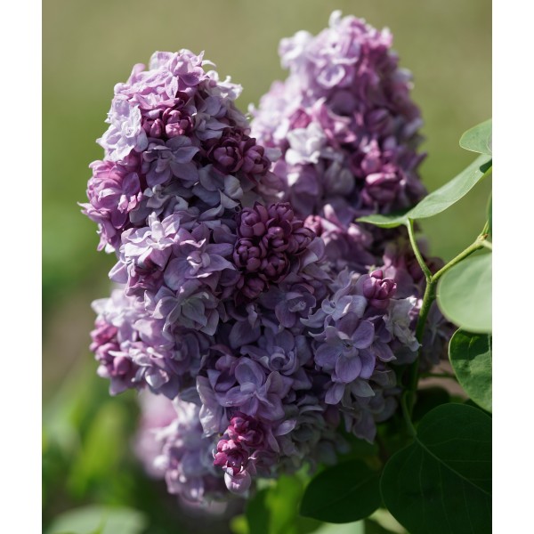 "Katherine Havemeyer"  Syringa vulgaris