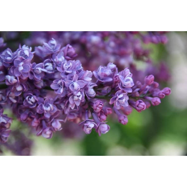 "Leonid Kolesnikov" syringa vulgaris "Leonid Kolesnikov" syringa vulgaris