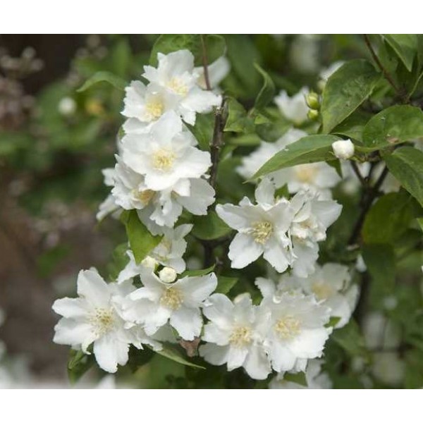 Philadelphus "Dame Blanche" Philadelphus "Dame Blanche"