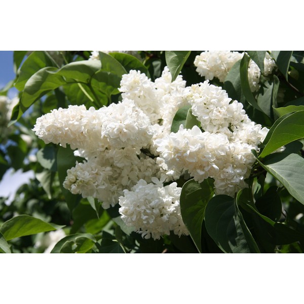 Syringa vulgaris "Princesse Klementine" Syringa vulgaris "Princesse Klementine"