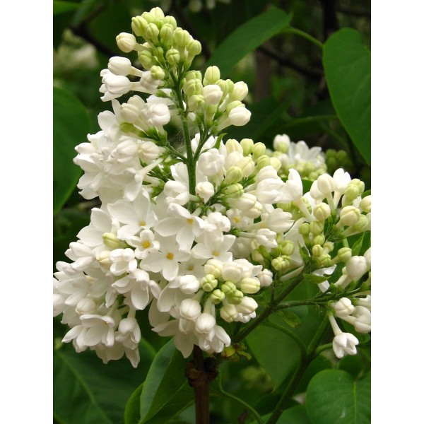"Exellent" syringa vulgaris "Exellent" syringa vulgaris