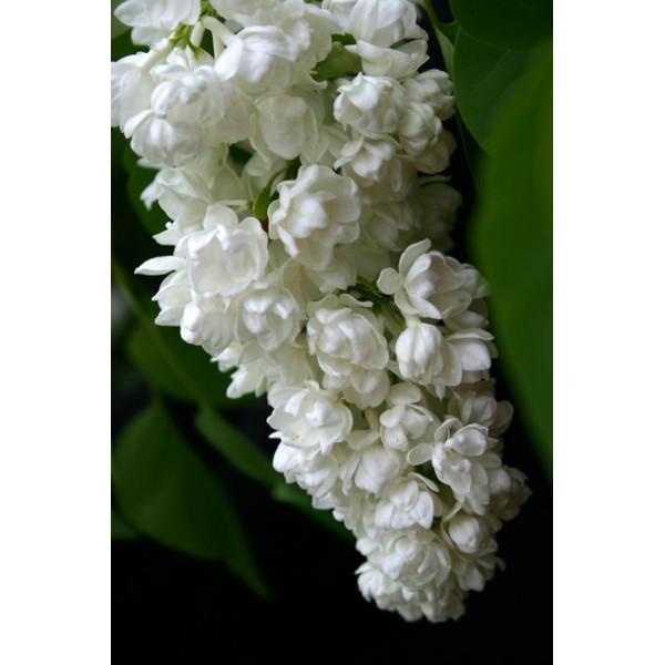   Syringa vulgaris ''Tribute to Kolesnikov''