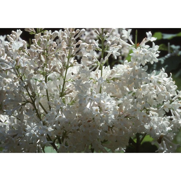 "Agnes Smith" Syringa prestoniae "Agnes Smith" Syringa prestoniae