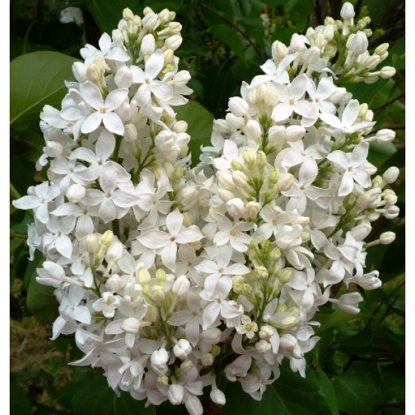 "Angel White" Syringa x hyachintiflora