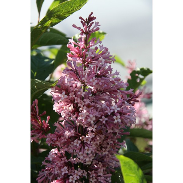"James Mc Farlane" Syringa prestoniae