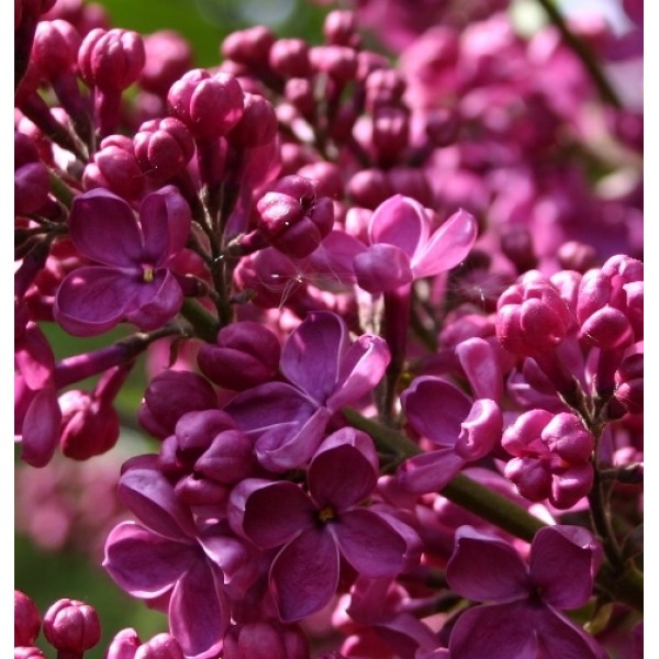 "Krasnaya Moskva" Syringa vulgaris