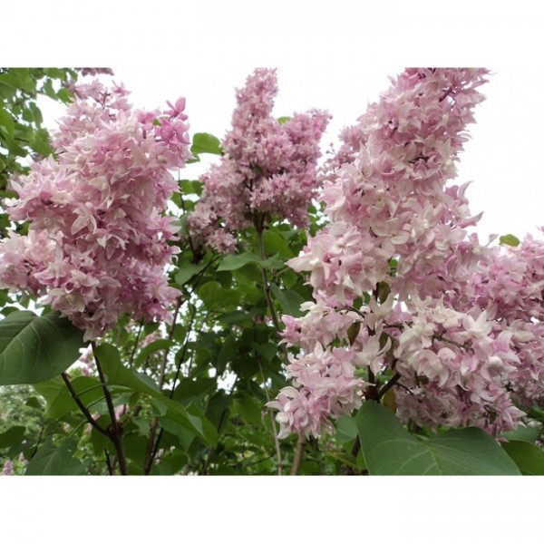 "Olympiada Kolesnikova" Syringa vulgaris "Olympiada Kolesnikova" Syringa vulgaris