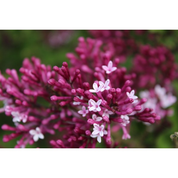 "Red Pixie" Syringa meyeri "Red Pixie" Syringa meyeri