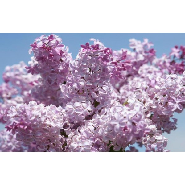 "Büffon" Syringa x hyacinthiflora