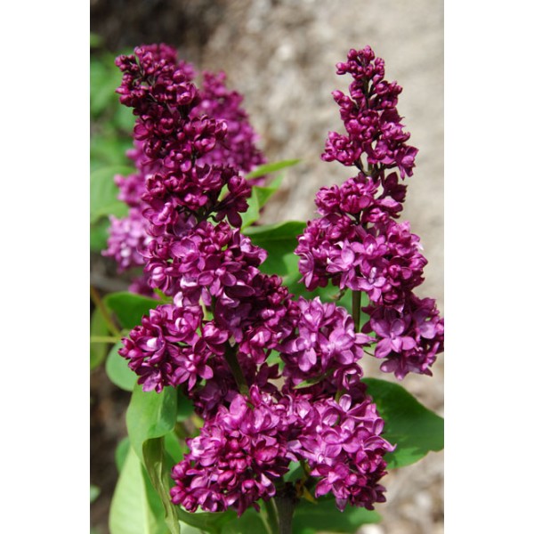 "Charles Joly" Syringa vulgaris