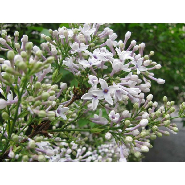 "Bicolor'' Syringa xchinensis "Bicolor'' Syringa xchinensis