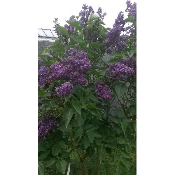 ''Vesper'' Syringa vulgaris ''Vesper'' Syringa vulgaris