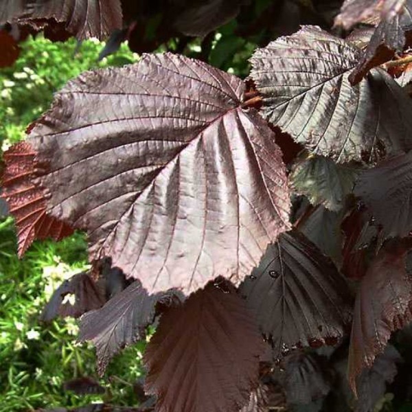 Lazda maxima ‘Purpurea’ Lazda maxima ‘Purpurea’