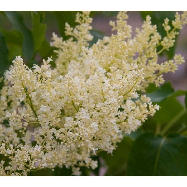 Syringa reticulata "Japānas ceriņš" Syringa reticulata "Japānas ceriņš"