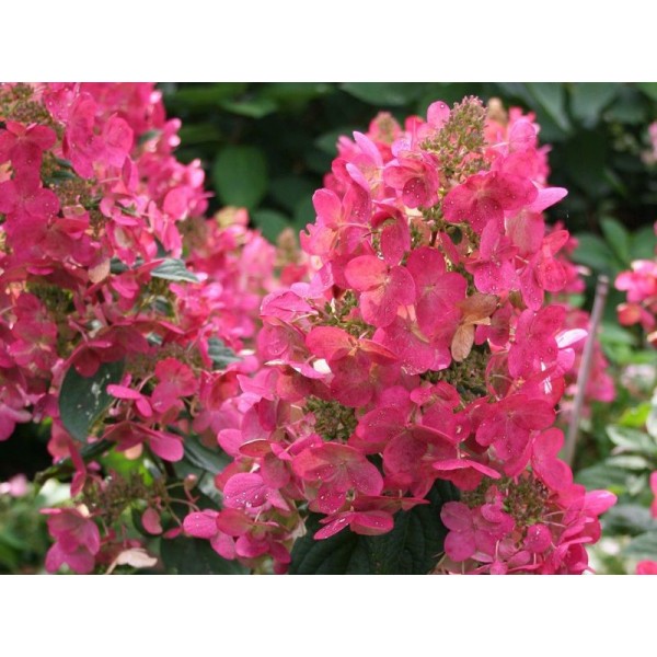 Hydrangea paniculata "Mega Mindy" Hydrangea paniculata "Mega Mindy"