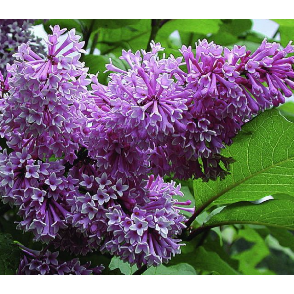 "Royalty" Syringa x. Josiflexa "Royalty" Syringa x. Josiflexa