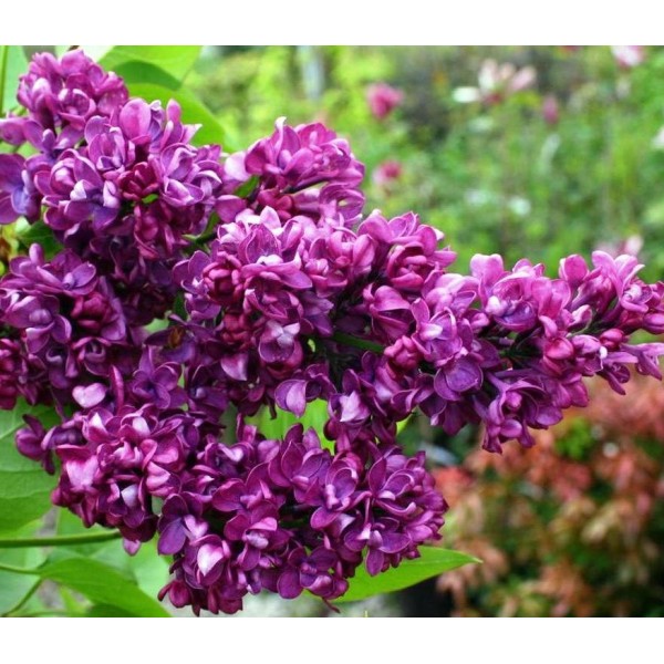 "Arthur William Paul" Syringa vulgaris "Arthur William Paul" Syringa vulgaris