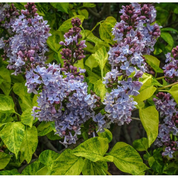 "Aucubaefolia" Syringa vulgaris "Aucubaefolia" Syringa vulgaris
